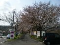桜並木道の入り口